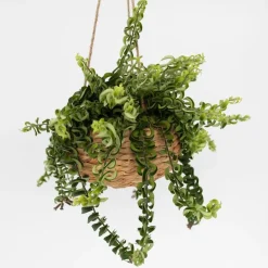 Lippenstiftplant - Aeschynanthus pulcher - Hoogte 20-30cm - ⌀15cm