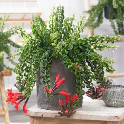 Lippenstiftplant - Aeschynanthus pulcher - Hoogte 20-30cm - ⌀15cm