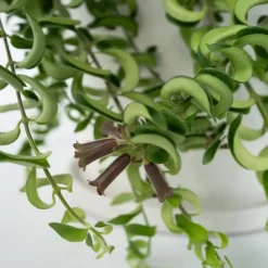 Lippenstiftplant - Aeschynanthus pulcher - Hoogte 20-30cm - ⌀15cm