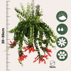 Lippenstiftplant - Aeschynanthus pulcher - Hoogte 20-30cm - ⌀15cm