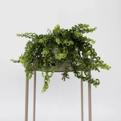 Lippenstiftplant - Aeschynanthus pulcher - Hoogte 20-30cm - ⌀15cm