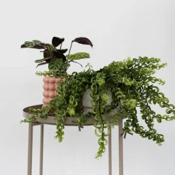 Lippenstiftplant - Aeschynanthus pulcher - Hoogte 20-30cm - ⌀15cm