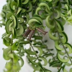 Lippenstiftplant - Aeschynanthus pulcher - Hoogte 20-30cm - ⌀15cm