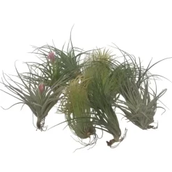 Luchtplantjes - Set van 12 - Tillandsia - Hoogte 5-15cm - ⌀5cm