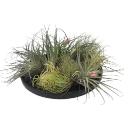 Luchtplantjes - Set van 12 - Tillandsia - Hoogte 5-15cm - ⌀5cm