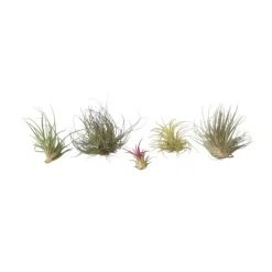 Luchtplantjes - Set van 5 - Tillandsia - Hoogte 5-15cm - ⌀5cm