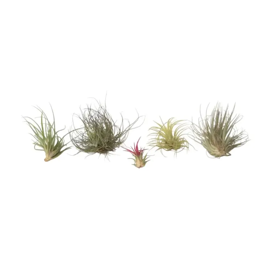 Luchtplantjes - Set van 5 - Tillandsia - Hoogte 5-15cm - ⌀5cm