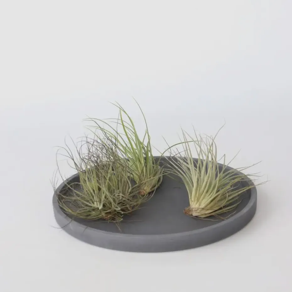 Luchtplantjes - Set van 5 - Tillandsia - Hoogte 5-15cm - ⌀5cm