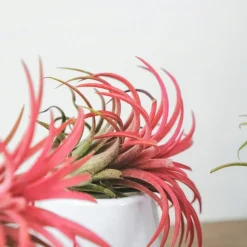 Luchtplantjes - Set van 5 - Tillandsia - Hoogte 5-15cm - ⌀5cm