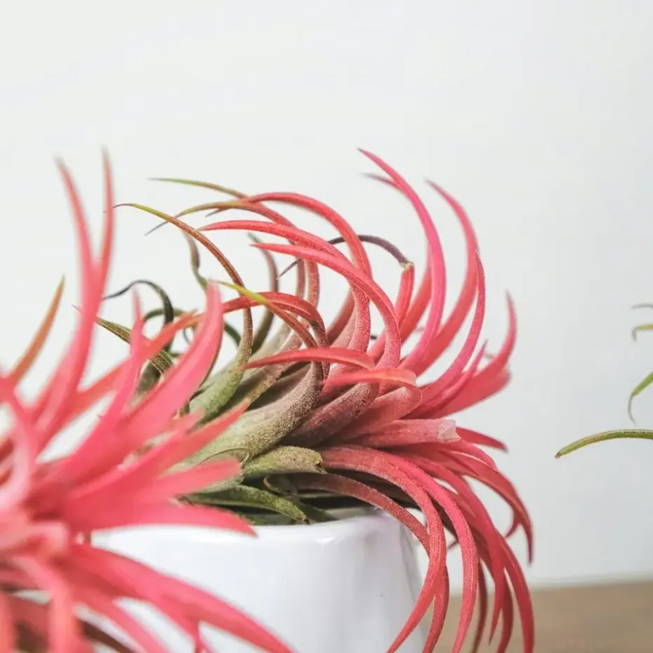 Luchtplantjes - Set van 5 - Tillandsia - Hoogte 5-15cm - ⌀5cm