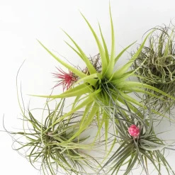Luchtplantjes - Set van 5 - Tillandsia - Hoogte 5-15cm - ⌀5cm