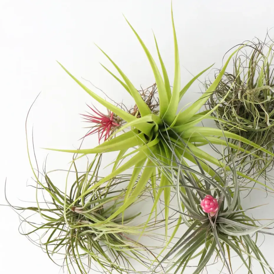 Luchtplantjes - Set van 5 - Tillandsia - Hoogte 5-15cm - ⌀5cm