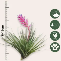 Luchtplantjes - Set van 5 - Tillandsia - Hoogte 5-15cm - ⌀5cm