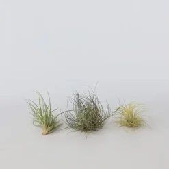 Luchtplantjes - Set van 5 - Tillandsia - Hoogte 5-15cm - ⌀5cm