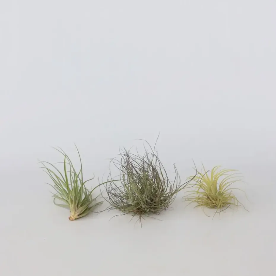 Luchtplantjes - Set van 5 - Tillandsia - Hoogte 5-15cm - ⌀5cm