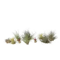 Luchtplantjes - Set van 10 - Tillandsia - Hoogte 5-15cm - ⌀5cm