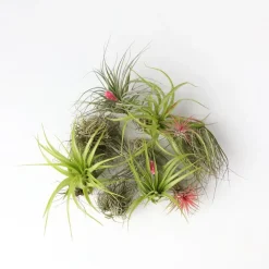 Luchtplantjes - Set van 10 - Tillandsia - Hoogte 5-15cm - ⌀5cm