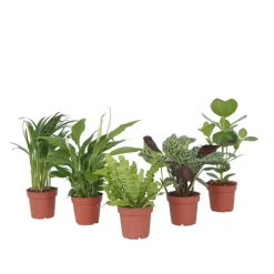 Luchtzuiverende kamerplanten - Set van 5 - Hoogte 25-40cm - ⌀12cm