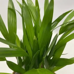 Luchtzuiverende kamerplanten - Set van 5 - Hoogte 25-40cm - ⌀12cm