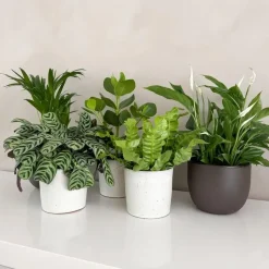 Luchtzuiverende kamerplanten - Set van 5 - Hoogte 25-40cm - ⌀12cm