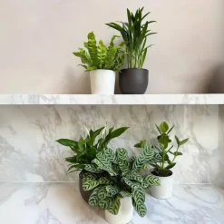 Luchtzuiverende kamerplanten - Set van 5 - Hoogte 25-40cm - ⌀12cm