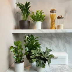 Luchtzuiverende kamerplanten - Set van 5 - Hoogte 25-40cm - ⌀12cm