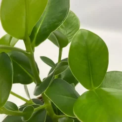 Luchtzuiverende kamerplanten - Set van 5 - Hoogte 25-40cm - ⌀12cm