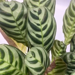 Luchtzuiverende kamerplanten - Set van 5 - Hoogte 25-40cm - ⌀12cm