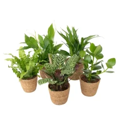 Luchtzuiverende kamerplanten - Set van 5 - Met mand - Hoogte 25-40cm - ⌀12cm