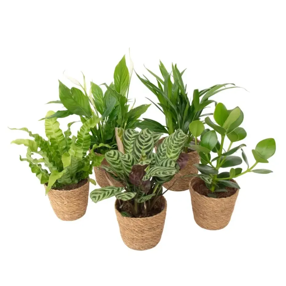 Luchtzuiverende kamerplanten - Set van 5 - Met mand - Hoogte 25-40cm - ⌀12cm