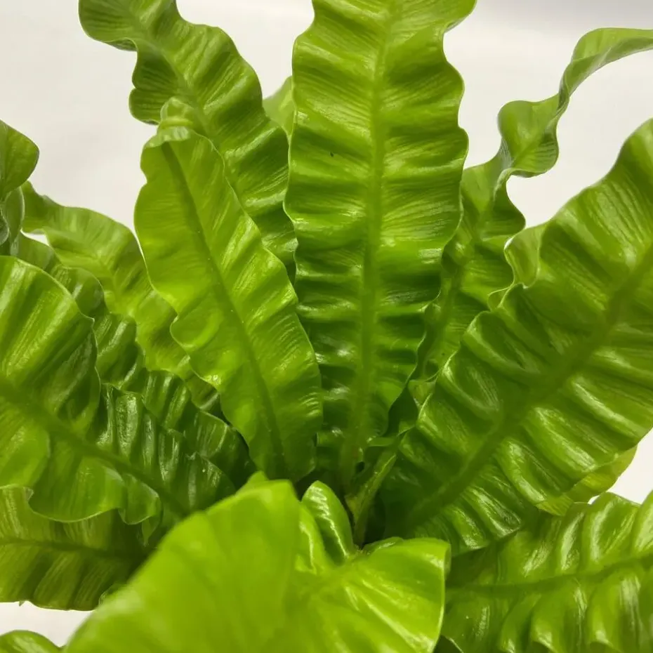 Luchtzuiverende kamerplanten - Set van 5 - Met mand - Hoogte 25-40cm - ⌀12cm