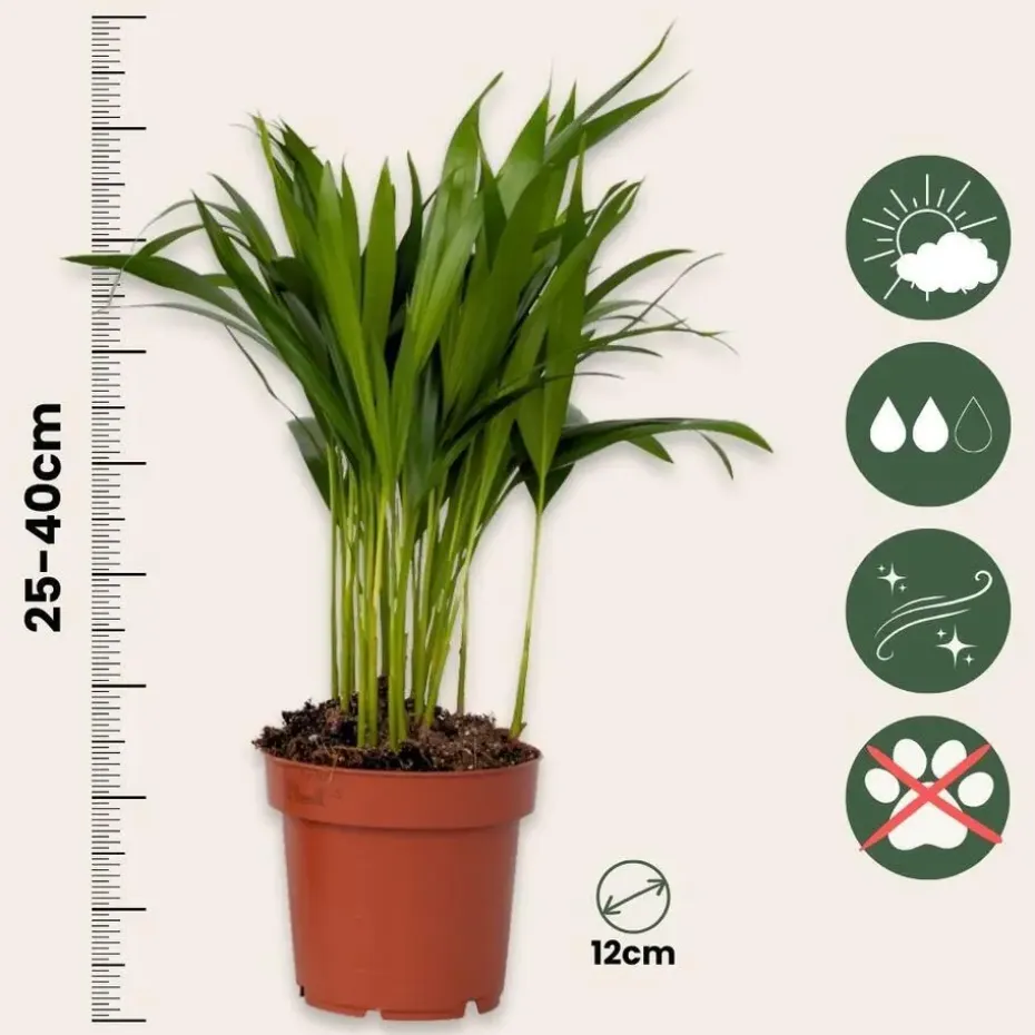 Luchtzuiverende kamerplanten - Set van 5 - Met mand - Hoogte 25-40cm - ⌀12cm