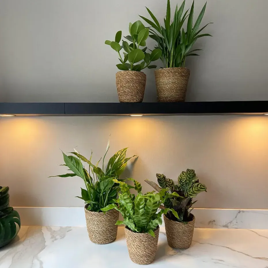 Luchtzuiverende kamerplanten - Set van 5 - Met mand - Hoogte 25-40cm - ⌀12cm