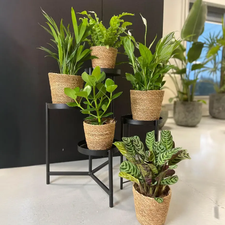 Luchtzuiverende kamerplanten - Set van 5 - Met mand - Hoogte 25-40cm - ⌀12cm