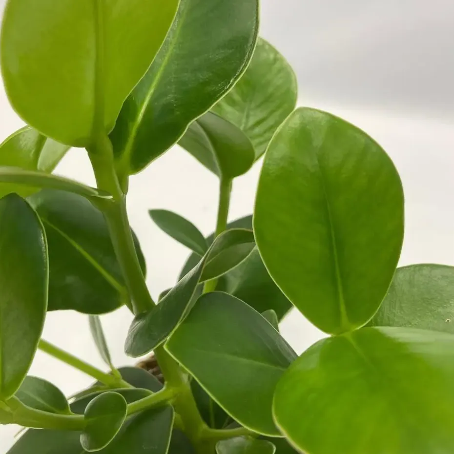 Luchtzuiverende kamerplanten - Set van 5 - Met mand - Hoogte 25-40cm - ⌀12cm