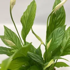 Luchtzuiverende kamerplanten - Set van 5 - Met mand - Hoogte 25-40cm - ⌀12cm