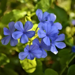 Mannentrouw - Set van 3 - Plumbago auriculata - Hoogte 25-40cm - ⌀9cm
