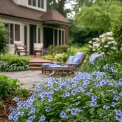 Mannentrouw - Set van 3 - Plumbago auriculata - Hoogte 25-40cm - ⌀9cm