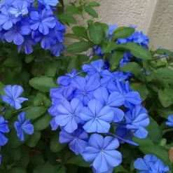 Mannentrouw - Set van 3 - Plumbago auriculata - Hoogte 25-40cm - ⌀9cm