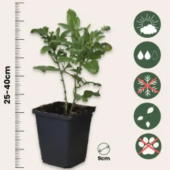 Mannentrouw - Set van 3 - Plumbago auriculata - Hoogte 25-40cm - ⌀9cm
