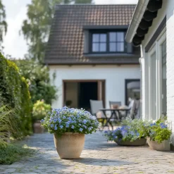 Mannentrouw - Set van 3 - Plumbago auriculata - Hoogte 25-40cm - ⌀9cm