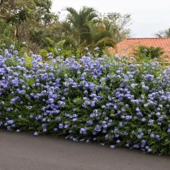 Mannentrouw - Set van 3 - Plumbago auriculata - Hoogte 25-40cm - ⌀9cm