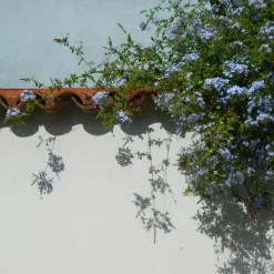 Mannentrouw - Set van 3 - Plumbago auriculata - Hoogte 25-40cm - ⌀9cm