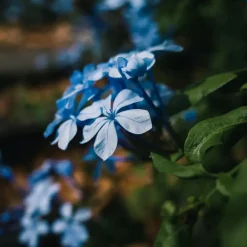 Mannentrouw - Set van 3 - Plumbago auriculata - Hoogte 25-40cm - ⌀9cm