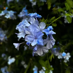 Mannentrouw - Set van 3 - Plumbago auriculata - Hoogte 25-40cm - ⌀9cm