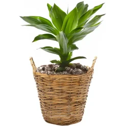 Mega Collections Plantenmand Cuba - rotan - lichtbruin - D19 x H16 cm