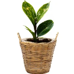 Mega Collections Plantenmand Cuba - rotan - lichtbruin - D17 x H14 cm