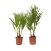 Mexicaanse waaierpalm - Set van 2 - Washingtonia - Hoogte 50-60cm - ⌀15cm