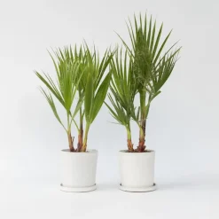 Mexicaanse waaierpalm - Set van 2 - Washingtonia - Hoogte 50-60cm - ⌀15cm