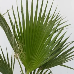 Mexicaanse waaierpalm - Set van 2 - Washingtonia - Hoogte 50-60cm - ⌀15cm